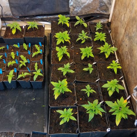 Double peach pheno hunt #41 growlog timeline photo