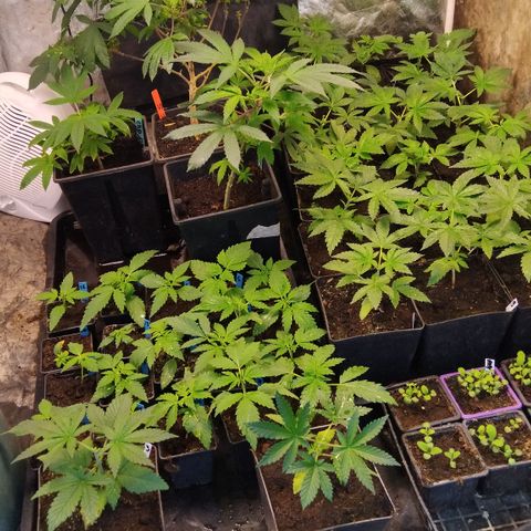 Double peach pheno hunt #41 growlog timeline photo