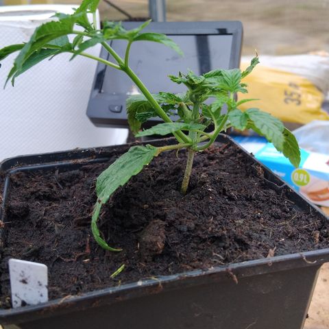 Double peach pheno hunt #40 growlog timeline photo