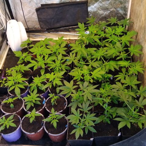 Double peach pheno hunt #41 growlog timeline photo