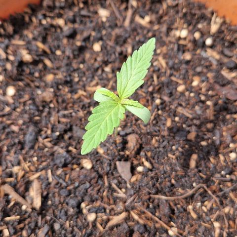#1 Purple Skunk Automatic growlog timeline photo