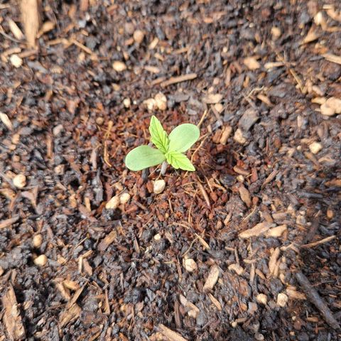 #2 Sensi Amnesia XXL Automatic growlog timeline photo