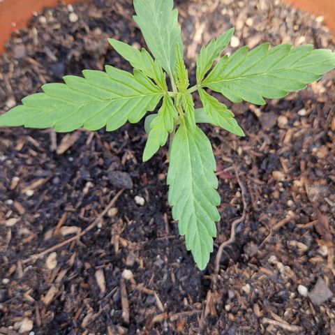 #1 Purple Skunk Automatic growlog timeline photo