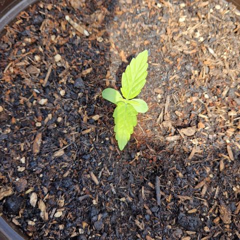 #2 Sensi Amnesia XXL Automatic growlog timeline photo