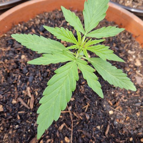 #1 Purple Skunk Automatic growlog timeline photo