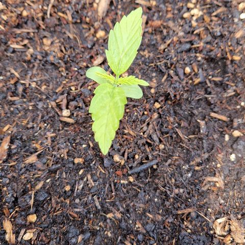 #2 Sensi Amnesia XXL Automatic growlog timeline photo