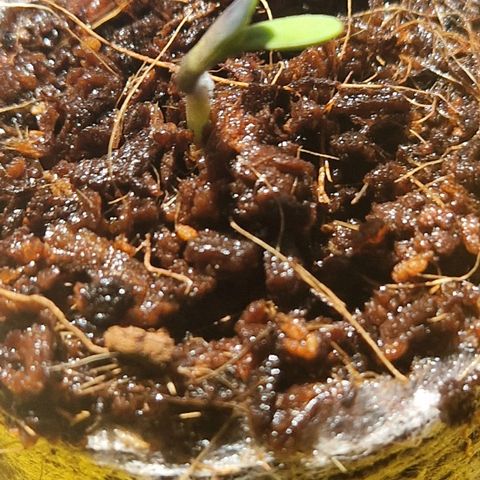 #3 Sticky Orange XXL Automatic growlog timeline photo