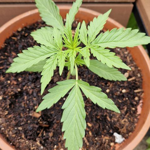 #1 Purple Skunk Automatic growlog timeline photo