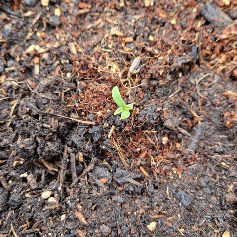 #3 Sticky Orange XXL Automatic growlog timeline photo