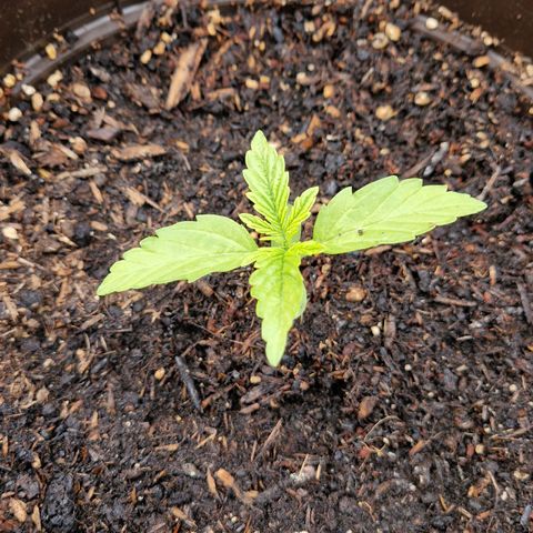 #2 Sensi Amnesia XXL Automatic growlog timeline photo
