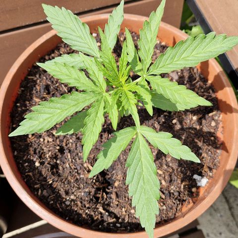 #1 Purple Skunk Automatic growlog timeline photo