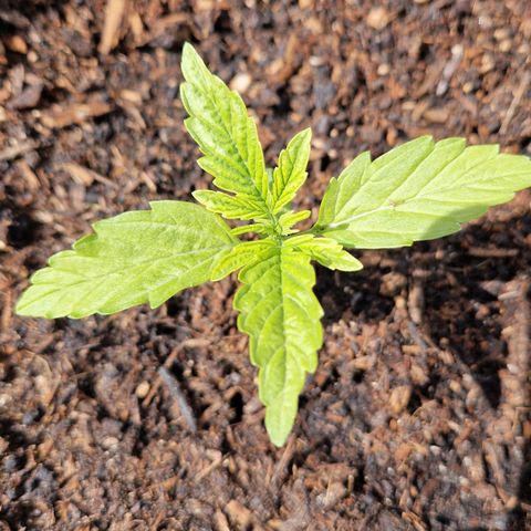 #2 Sensi Amnesia XXL Automatic growlog timeline photo