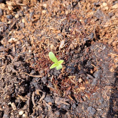 #3 Sticky Orange XXL Automatic growlog timeline photo