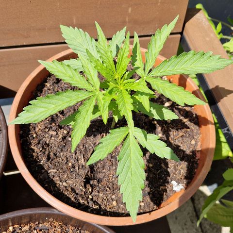 #1 Purple Skunk Automatic growlog timeline photo