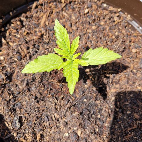#2 Sensi Amnesia XXL Automatic growlog timeline photo