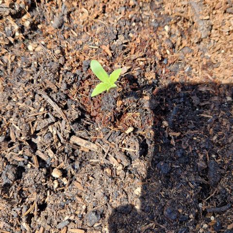 #3 Sticky Orange XXL Automatic growlog timeline photo