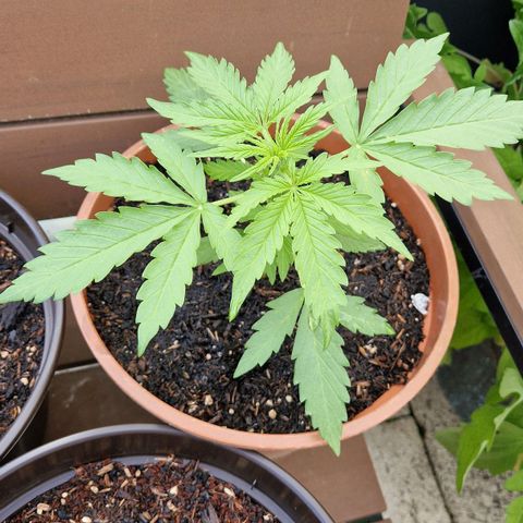#1 Purple Skunk Automatic growlog timeline photo