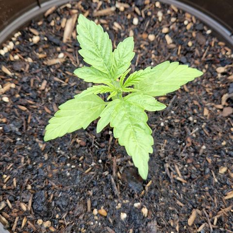 #2 Sensi Amnesia XXL Automatic growlog timeline photo