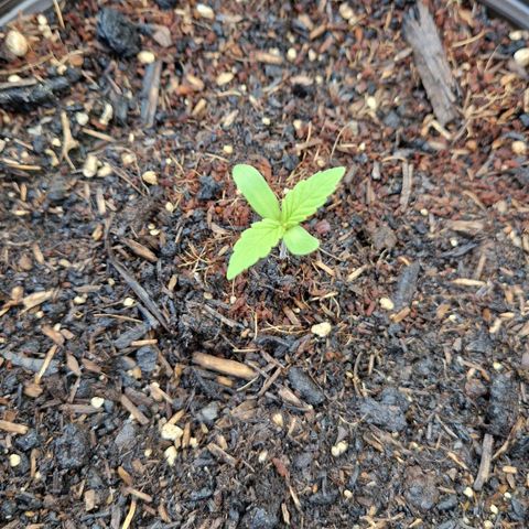 #3 Sticky Orange XXL Automatic growlog timeline photo