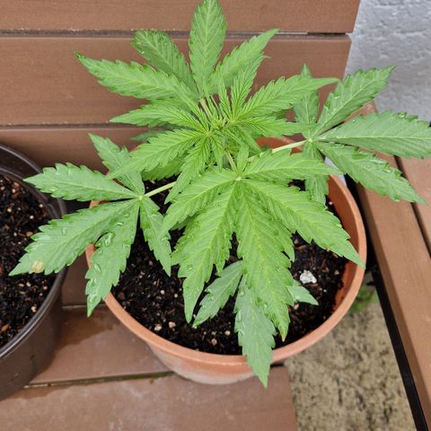#1 Purple Skunk Automatic growlog timeline photo