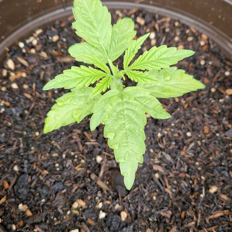 #2 Sensi Amnesia XXL Automatic growlog timeline photo