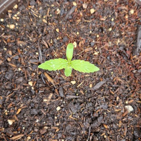 #3 Sticky Orange XXL Automatic growlog timeline photo