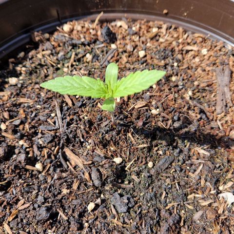 #3 Sticky Orange XXL Automatic growlog timeline photo