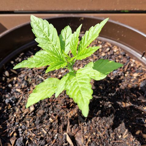 #2 Sensi Amnesia XXL Automatic growlog timeline photo