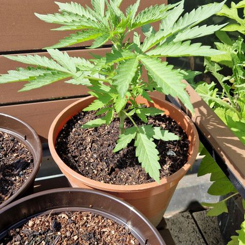 #1 Purple Skunk Automatic growlog timeline photo