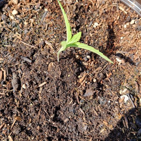 #3 Sticky Orange XXL Automatic growlog timeline photo
