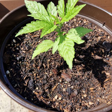 #2 Sensi Amnesia XXL Automatic growlog timeline photo