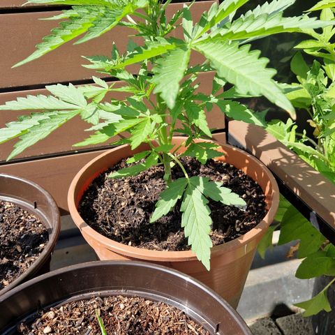 #1 Purple Skunk Automatic growlog timeline photo