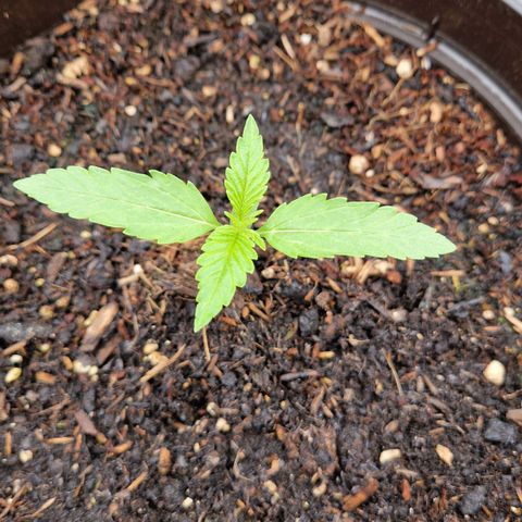 #3 Sticky Orange XXL Automatic growlog timeline photo