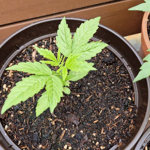 #2 Sensi Amnesia XXL Automatic growlog timeline photo