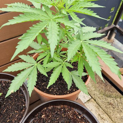 #1 Purple Skunk Automatic growlog timeline photo