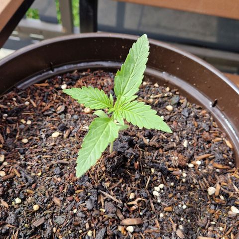 #3 Sticky Orange XXL Automatic growlog timeline photo