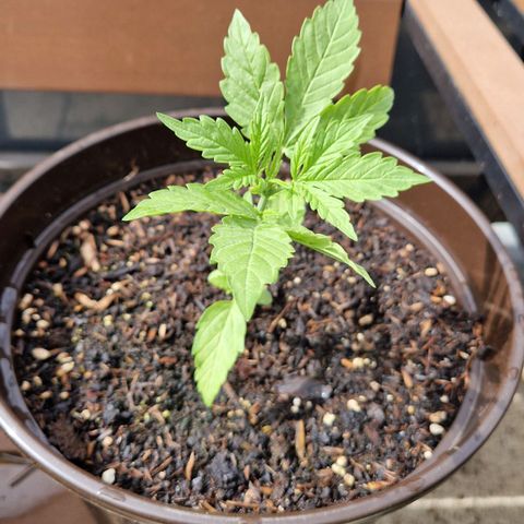 #2 Sensi Amnesia XXL Automatic growlog timeline photo