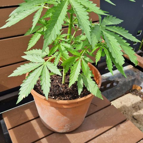 #1 Purple Skunk Automatic growlog timeline photo