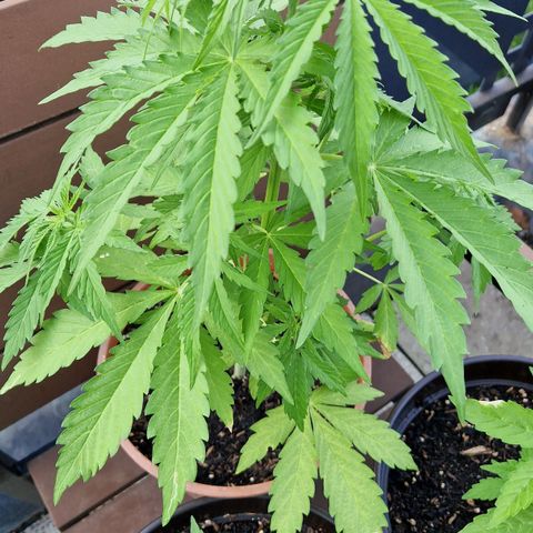 #1 Purple Skunk Automatic growlog timeline photo