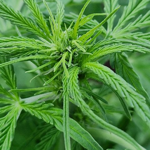 #1 Purple Skunk Automatic growlog timeline photo