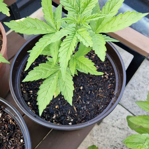 #2 Sensi Amnesia XXL Automatic growlog timeline photo