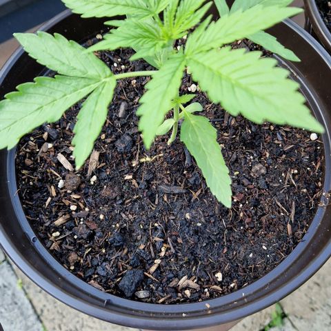 #3 Sticky Orange XXL Automatic growlog timeline photo