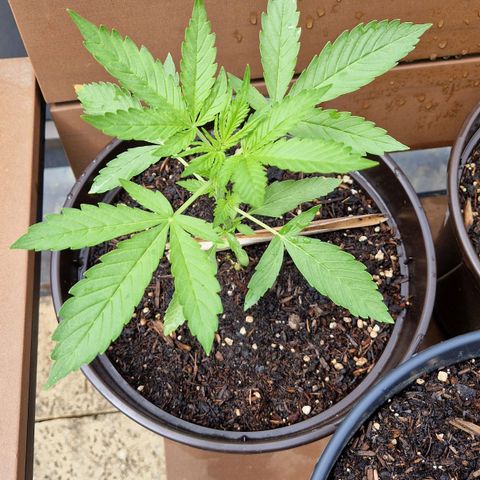 #3 Sticky Orange XXL Automatic growlog timeline photo