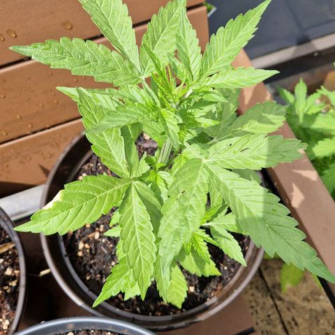 #2 Sensi Amnesia XXL Automatic growlog timeline photo