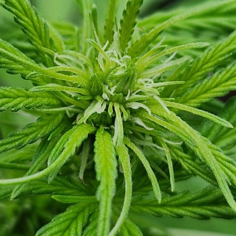 #1 Purple Skunk Automatic growlog timeline photo