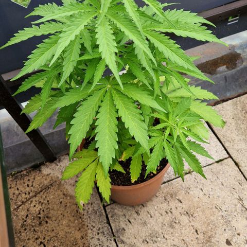 #1 Purple Skunk Automatic growlog timeline photo