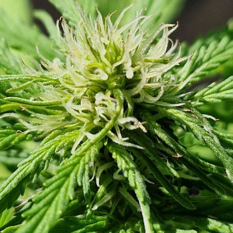 #1 Purple Skunk Automatic growlog timeline photo