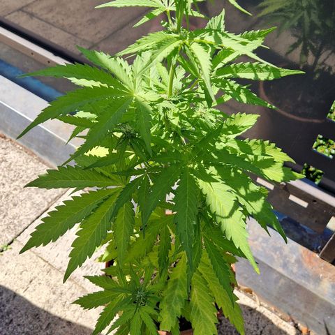 #1 Purple Skunk Automatic growlog timeline photo