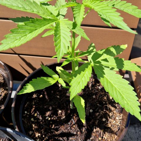 #3 Sticky Orange XXL Automatic growlog timeline photo