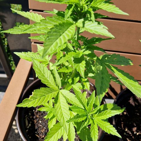 #2 Sensi Amnesia XXL Automatic growlog timeline photo